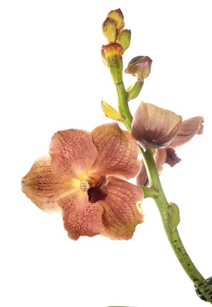 Orquídea Vanda Frente Fundo Branco — Fotografia de Stock