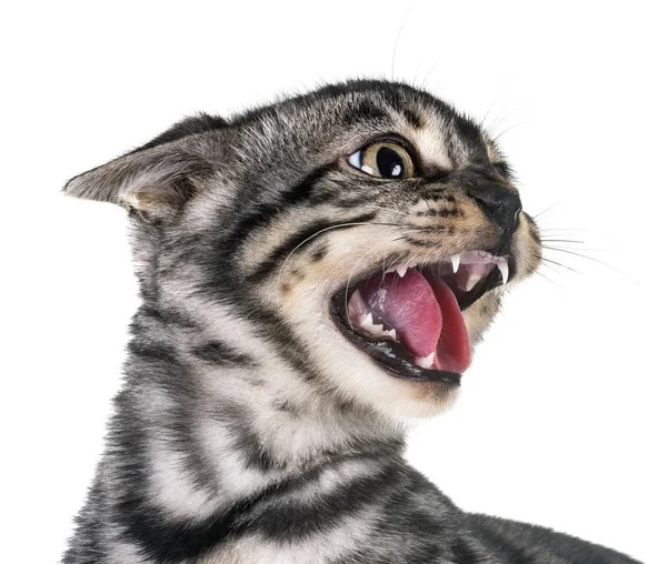 Angry Bengal Cat Front White Background — Stock Photo, Image