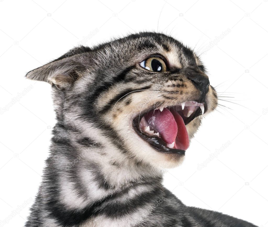 angry bengal cat in front of white background