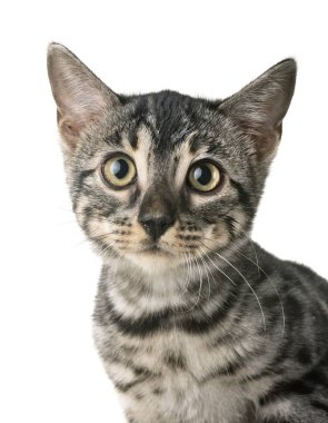 Bengal kedisi beyaz arka planda