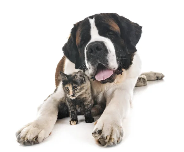 Saint Bernard Kitten Voor Witte Achtergrond — Stockfoto