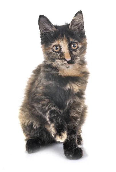 Tricolor Kitten Front White Background — Stock Photo, Image