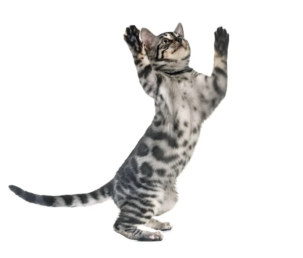 Bengal Katt Framför Vit Bakgrund — Stockfoto