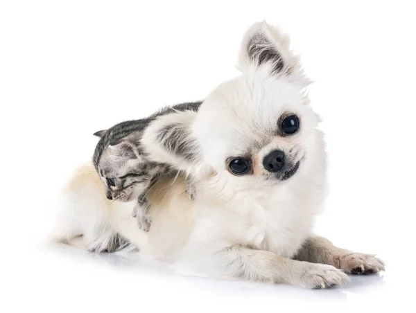 Gato Bengala Chihuahua Delante Fondo Blanco —  Fotos de Stock