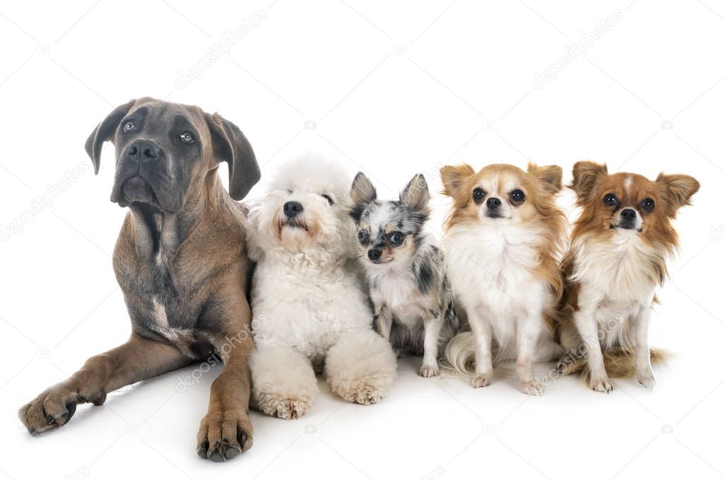 puppy italian mastiff and little dogs in front of white background
