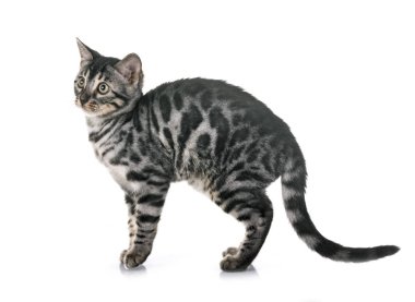 Bengal kedisi beyaz arka planda