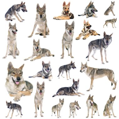 Beyaz arkaplan önünde Çekoslovakya kurt köpeği grubu