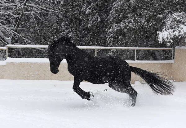 Semental Negro Jugando Nieve Invierno —  Fotos de Stock