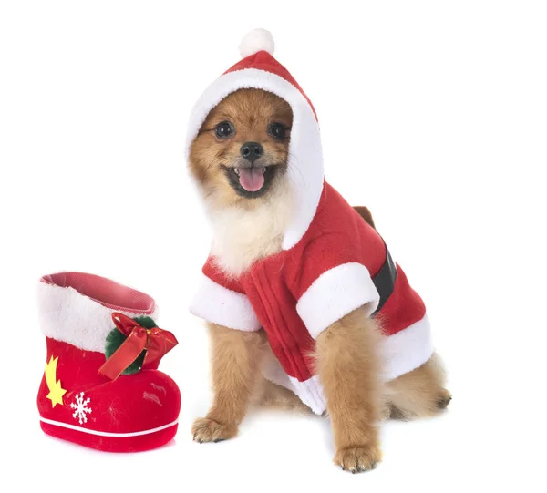 Puppy Pommeren Kerstmis Voor Witte Achtergrond — Stockfoto