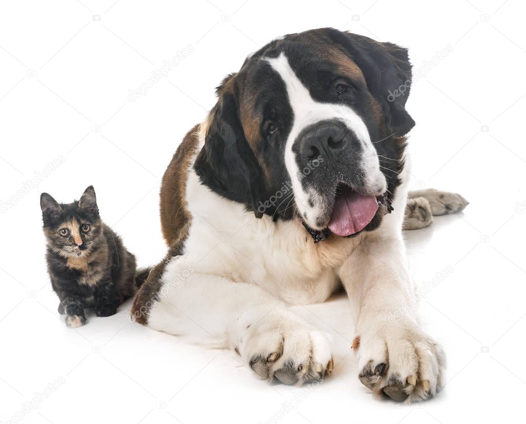 saint bernard and kitten in front of  white background