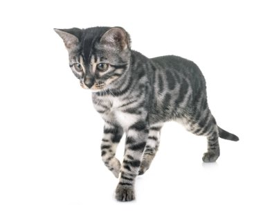 Bengal kedisi beyaz arka planda