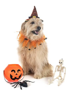 Beyaz arka plan önünde Pyrenean çoban