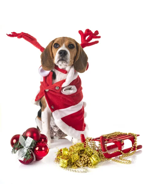 ビーグル犬と白い背景の前にクリスマス — ストック写真
