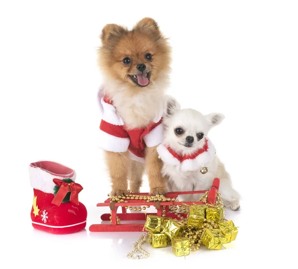 Valp Pomeranian Chihuahua Och Jul Framför Vit Bakgrund — Stockfoto