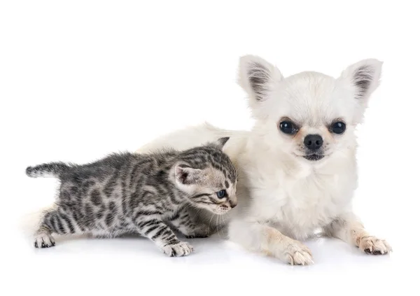 Bengal Kedi Beyaz Arka Plan Önünde Chihuahua — Stok fotoğraf