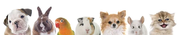 Gruppe Von Haustieren Vor Weißem Hintergrund — Stockfoto