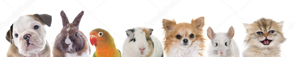group of pet in front of white background