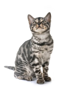 Bengal kedisi beyaz arka planda