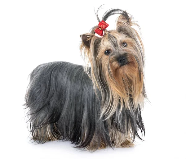 Young Yorkshire Terrier Front White Background — Stock Photo, Image
