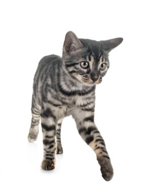 Bengal kedisi beyaz arka planda