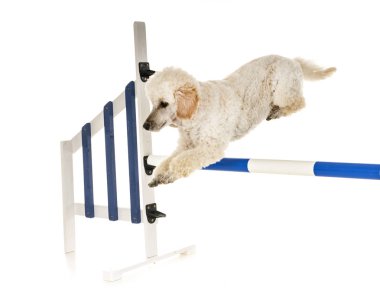 Beyaz arka plan önünde çeviklik eğitim