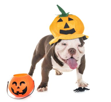 Beyaz arka plan önünde erkek Amerikan kabadayı