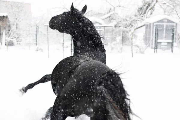 Black Stallion Playing Snow Winter — Stock Photo, Image