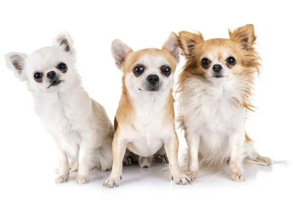 Kis Chihuahuas Előtt Fehér Háttér — Stock Fotó
