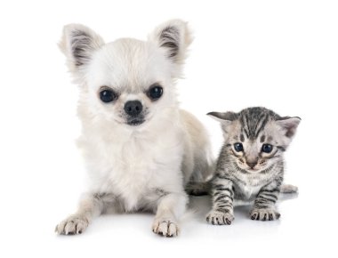 Bengal kedi ve beyaz arka plan önünde chihuahua