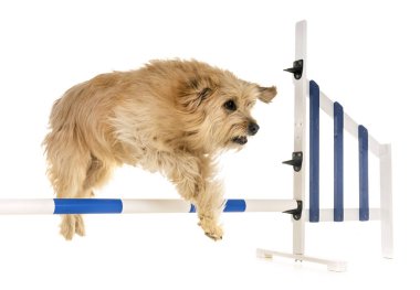 Beyaz arka plan önünde çeviklik eğitim