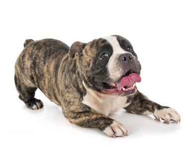 Beyaz arka plan önünde erkek Amerikan kabadayı