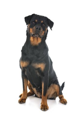 Beyaz arkaplan önünde safkan rottweiler