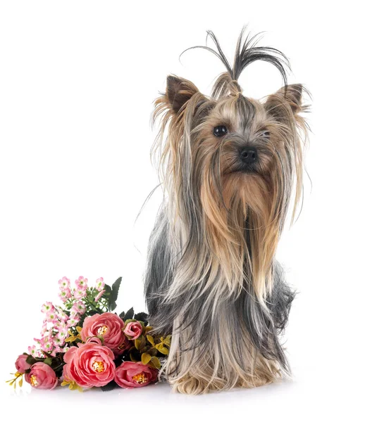 Jovem Yorkshire Terrier Frente Fundo Branco — Fotografia de Stock