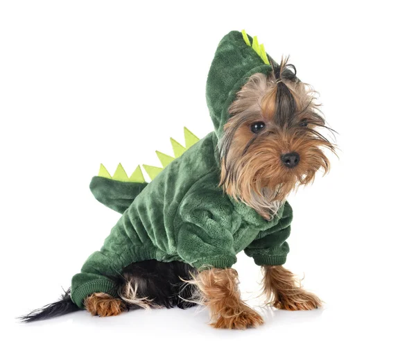 Dinosaurier Yorkshire Terrier Vor Weißem Hintergrund — Stockfoto