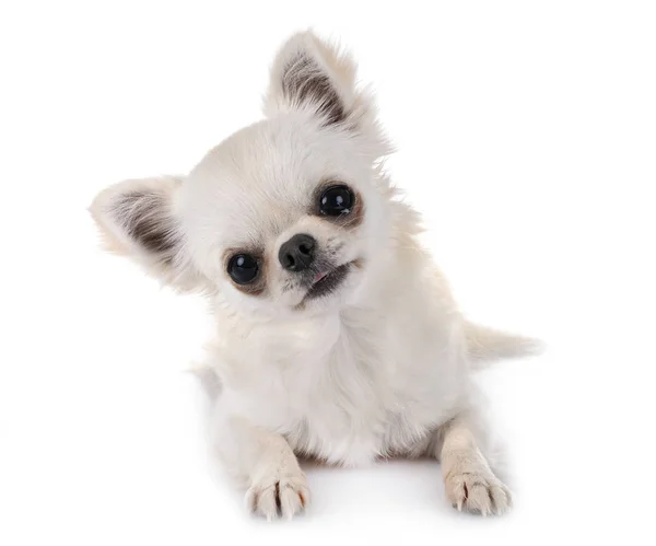 Kleine Chihuahua Voor Witte Achtergrond — Stockfoto