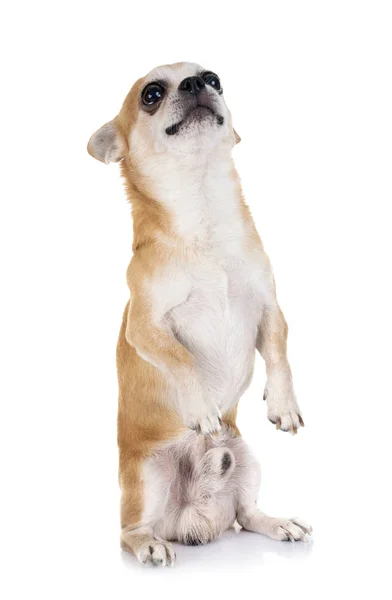 Kleiner Chihuahua Vor Weißem Hintergrund — Stockfoto