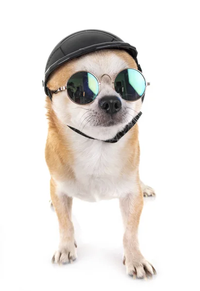 Kleine Chihuahua Voor Witte Achtergrond — Stockfoto