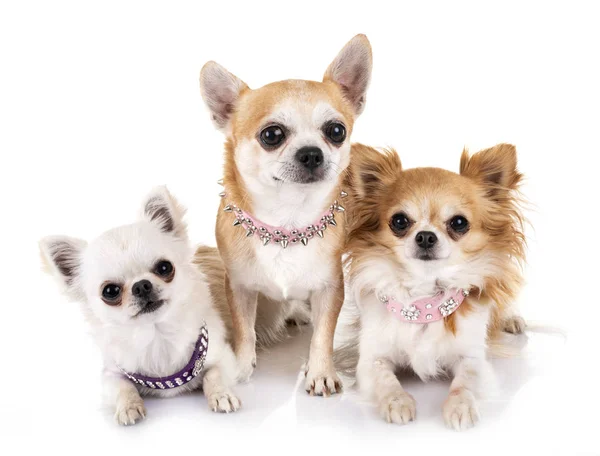 Petits Chihuahuas Face Fond Blanc — Photo