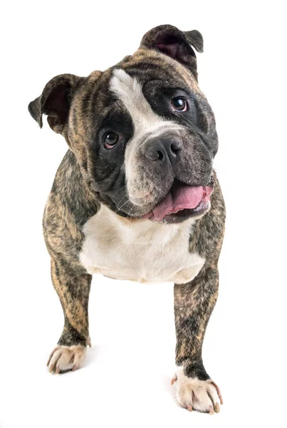 Male American Bully Front White Background — Stock Photo, Image