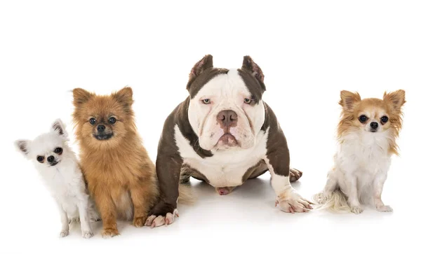 Macho Americano Bravucón Poco Perros Frente Blanco Fondo — Foto de Stock