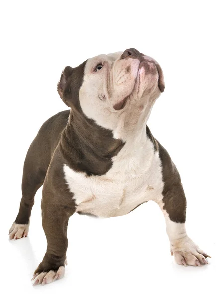 Male American Bully Front White Background — Stock Photo, Image