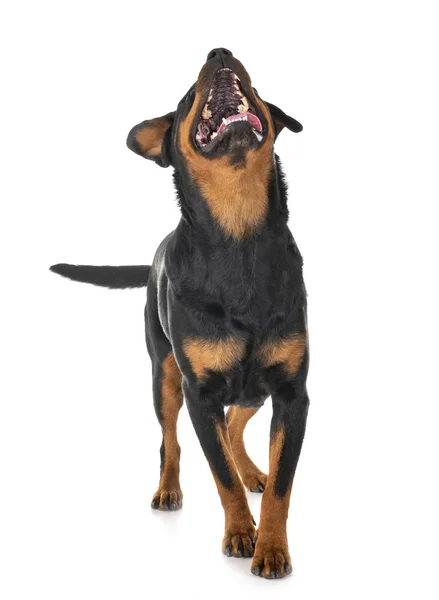 Rottweiler Razza Davanti Sfondo Bianco — Foto Stock