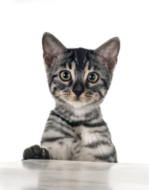 Bengal kedisi beyaz arka planda