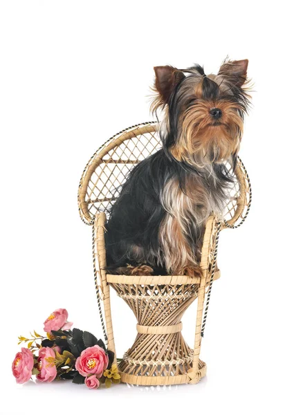 Jovem Yorkshire Terrier Frente Fundo Branco — Fotografia de Stock