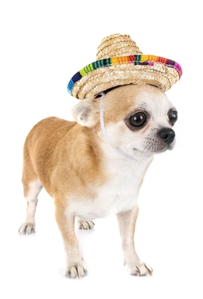 Little Chihuahua Front White Background — Stock Photo, Image