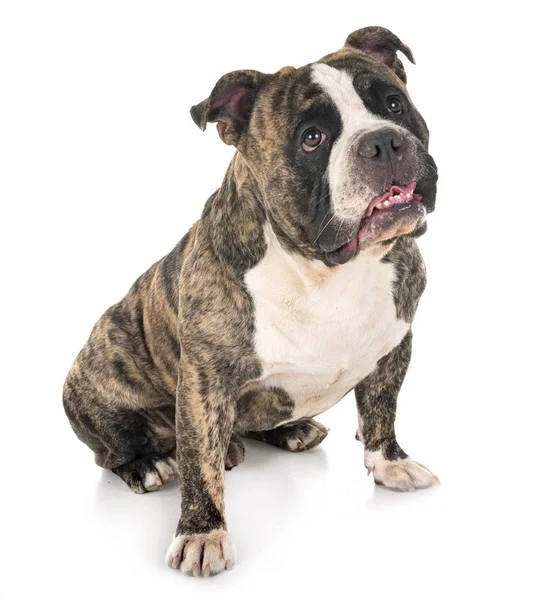 Manlig American Bully Framför Vit Bakgrund — Stockfoto