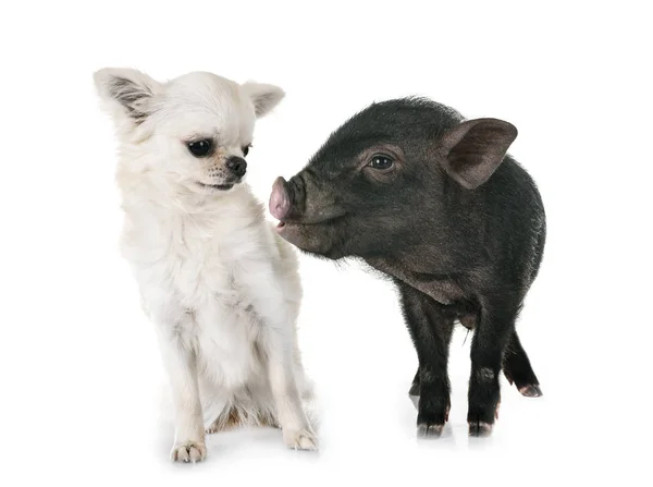 Porco Vietnamita Chihuahua Frente Fundo Branco — Fotografia de Stock