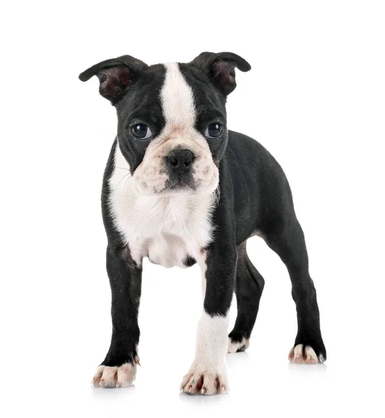 Valp Bostonterrier Framför Vit Bakgrund — Stockfoto