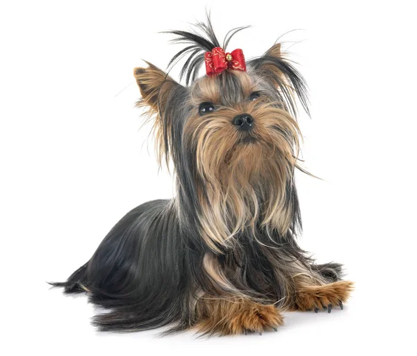 Young Yorkshire Terrier Front White Background — Stock Photo, Image
