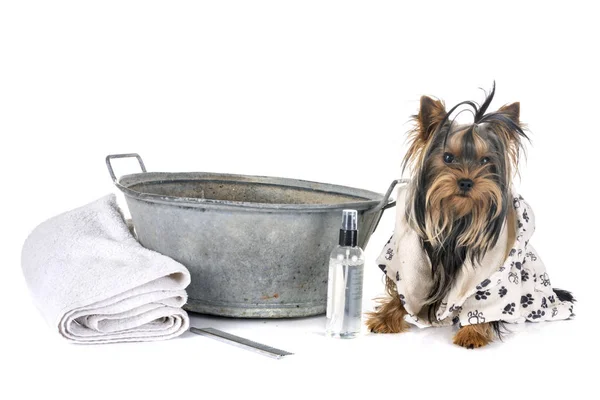 Genç Yorkshire Terrier Beyaz Arka Plan Önünde Banyo — Stok fotoğraf